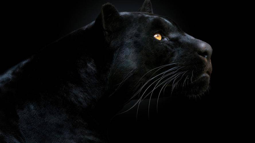 黑虎仅剩6只_黑化_金属鸡_企鹅