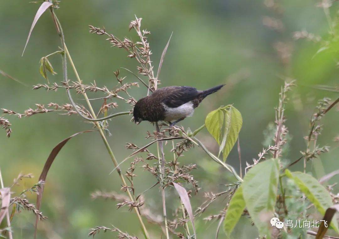 海南鸟事之十 以谷物为生的白腰文鸟_鸟类_我国_因为