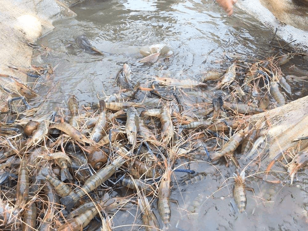 巨型大虾入侵湄公河,最长能达到1米,为何当地人不吃?