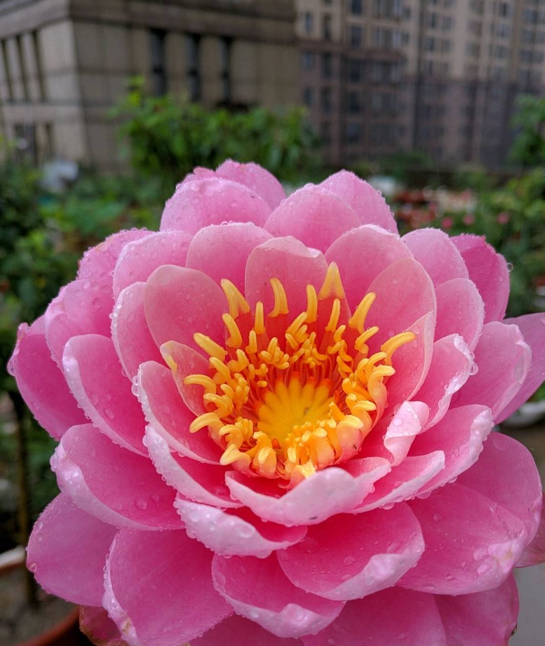 睡莲"莹宝石"—阳台也能养的莲花,植株不大,花朵很美!_品种_开花_栽培