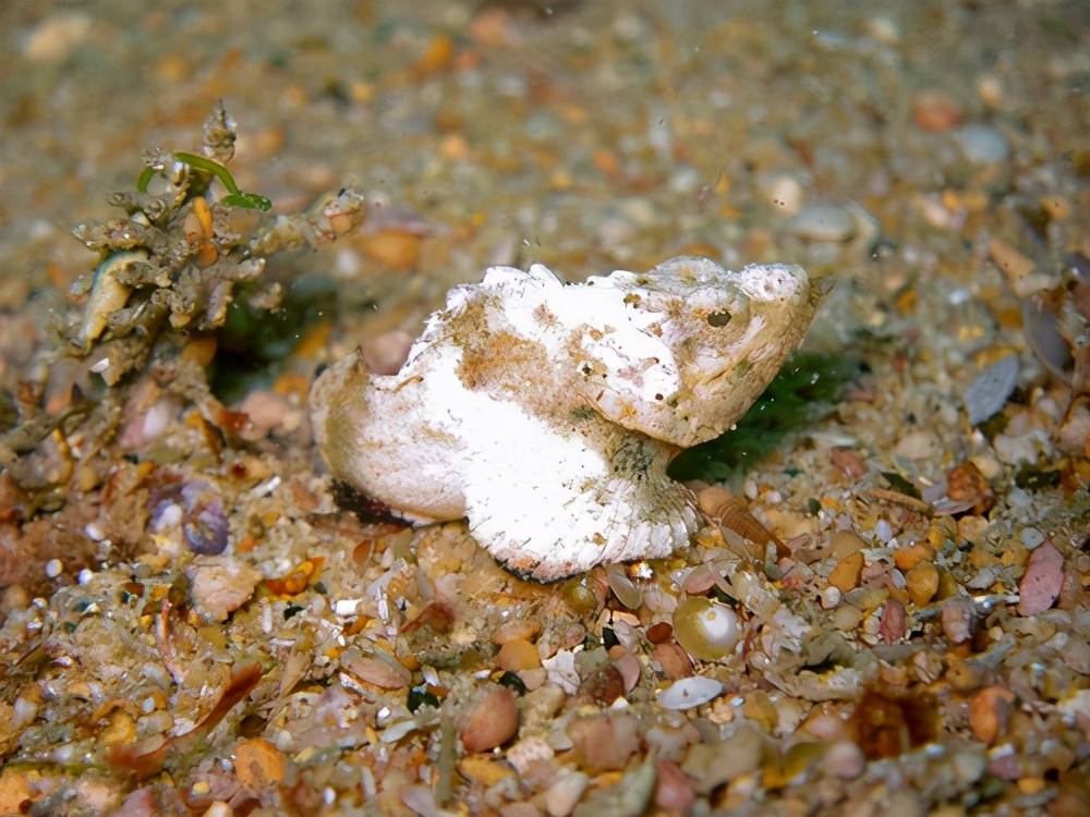 原创物种身怀剧毒善于伪装它们可不好惹石头鱼