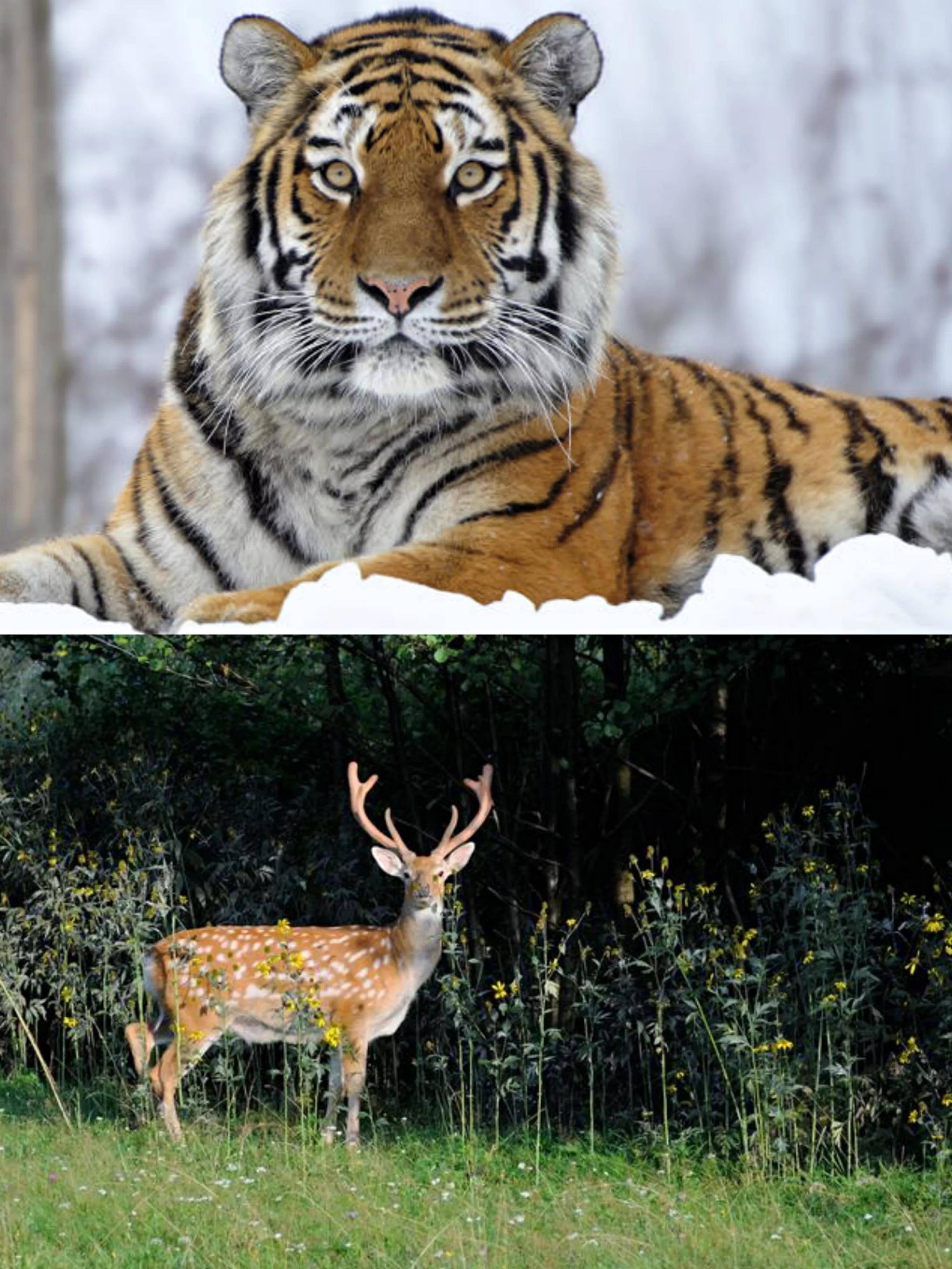 原创哪种动物最能代表长春是东北虎还是梅花鹿