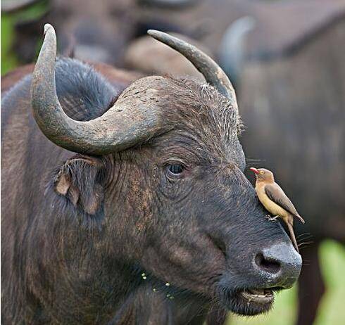 原创能在水牛鼻孔耳朵里找吃不被水牛打死也要被自己恶心死一百回了