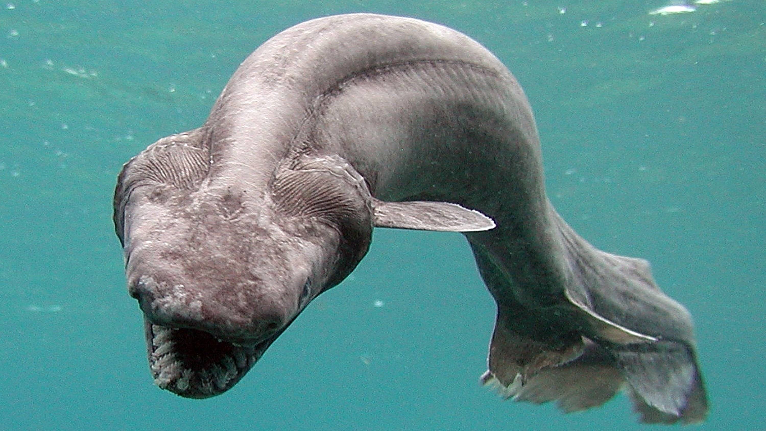 地球上最罕见的5个鲨鱼品种,一种也没见过