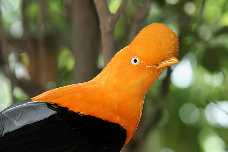 原创安第斯动冠伞鸟给您拜年并表示来年一定要红红火火