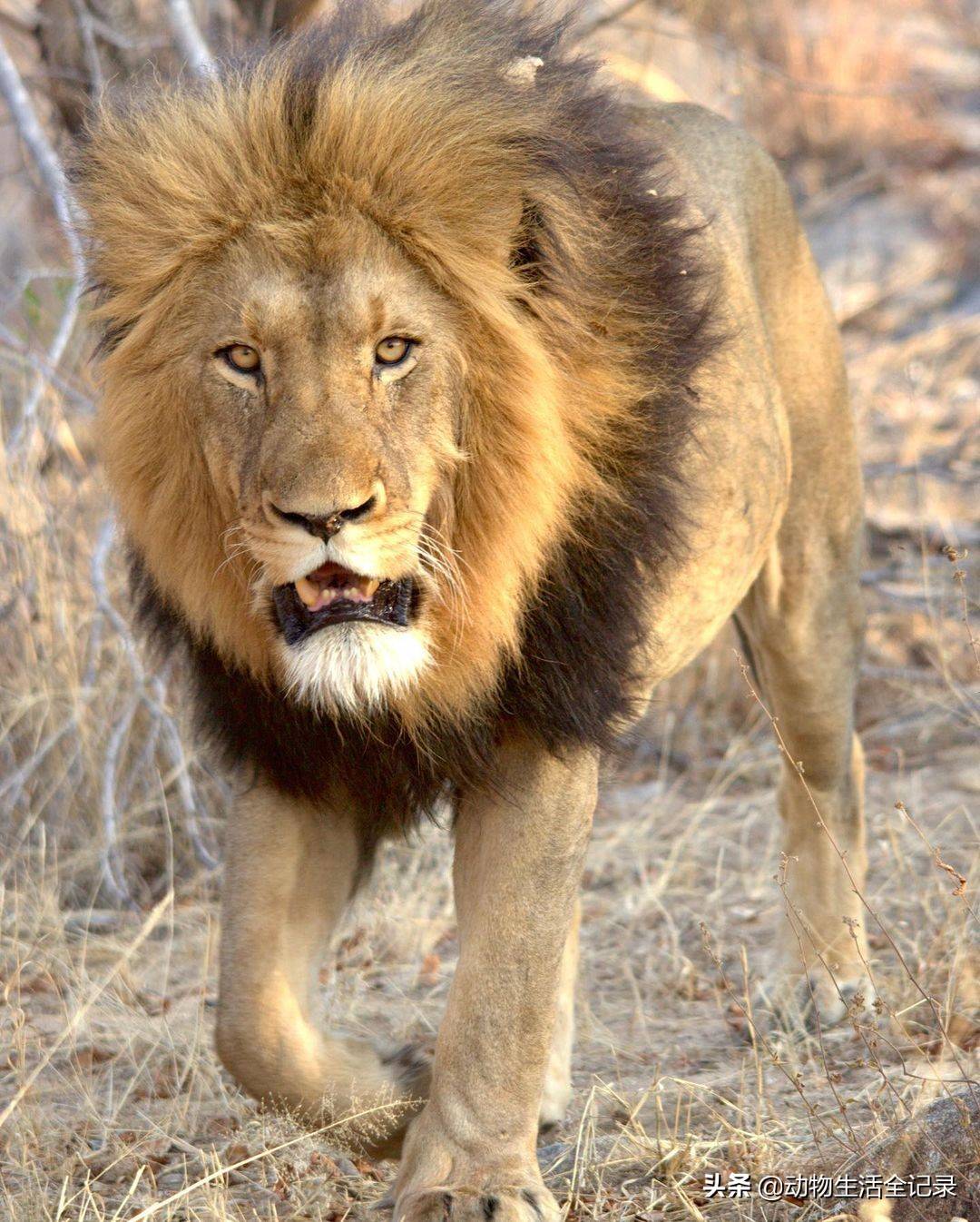 独狮王宙斯:作为种狮,繁育了一批批后代,却全都被卖掉了_保护_雄狮_狮