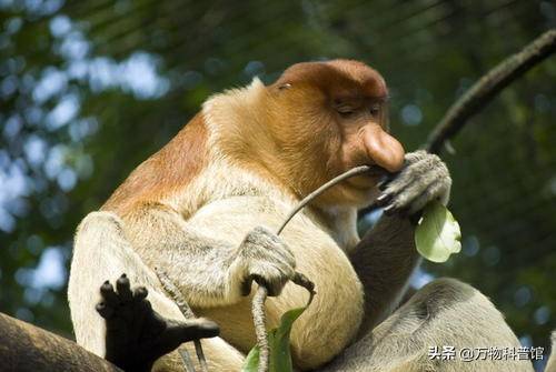 长鼻猴是群居性的动物,它们常以10到30只为一群,每个群体中会有一个身
