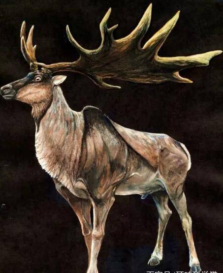 渔民发现长1.8米的鹿角,超过了1万年,最后一批在西伯利亚消失的