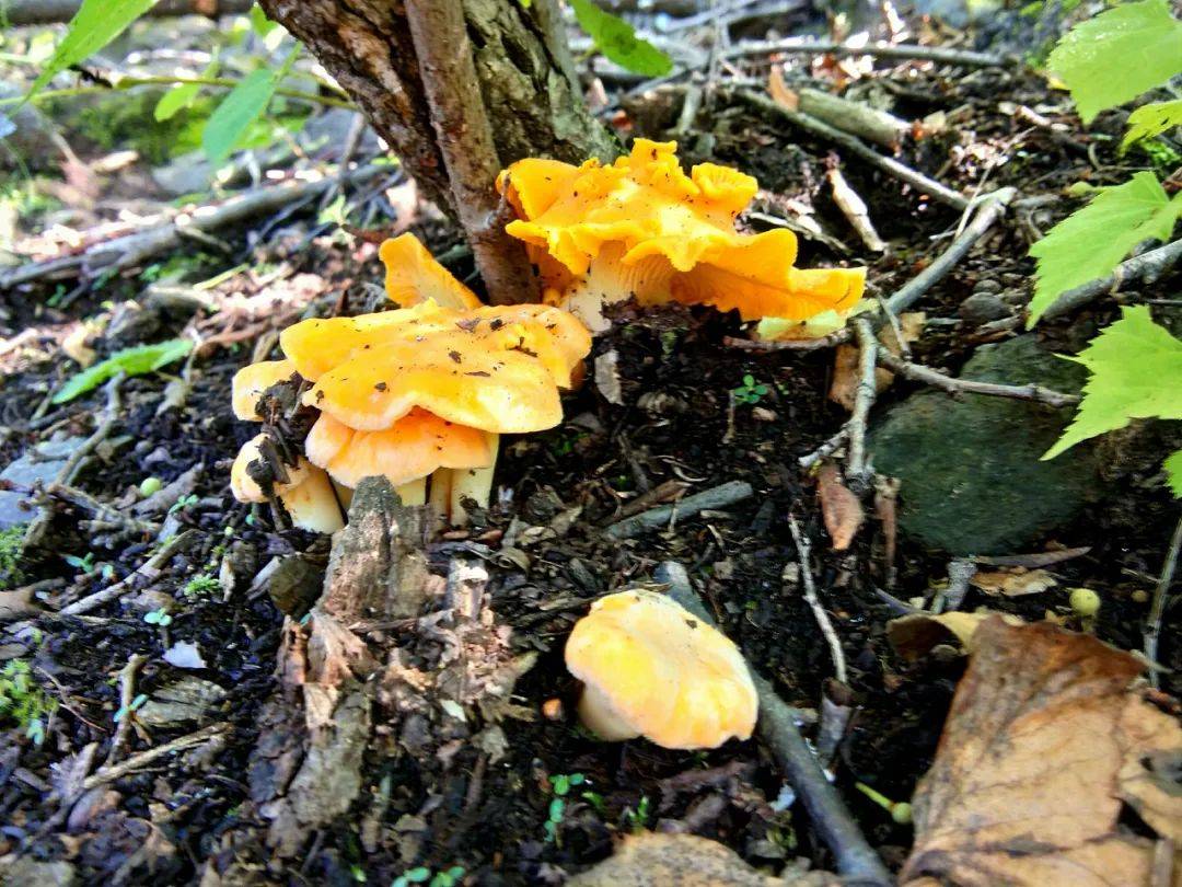 原创全球四大名菌之一有奶香味杏仁味7月就能采摘很多地方都有