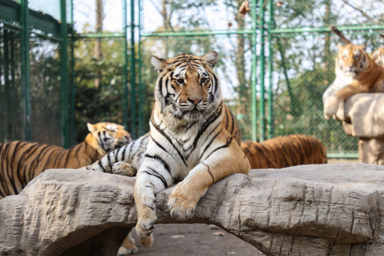 原创有猛虎也有萌虎野生动物园展出4个月大东北虎龙凤胎和白虎宝宝