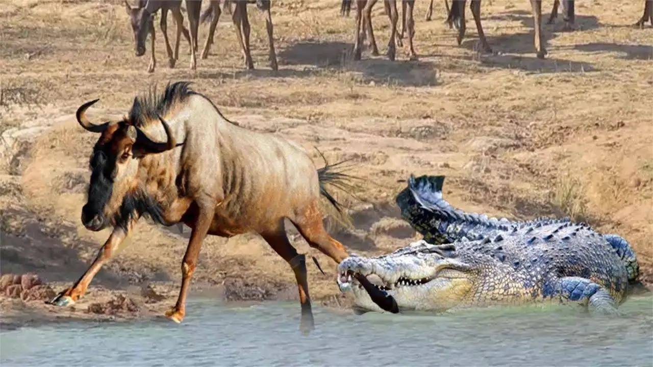 杀机四伏的非洲角马大迁徙到底有多悲壮