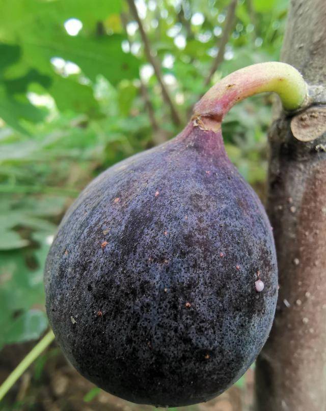 原创漂亮的无花果新贵黑尔无花果一个让人过目不忘的好果子