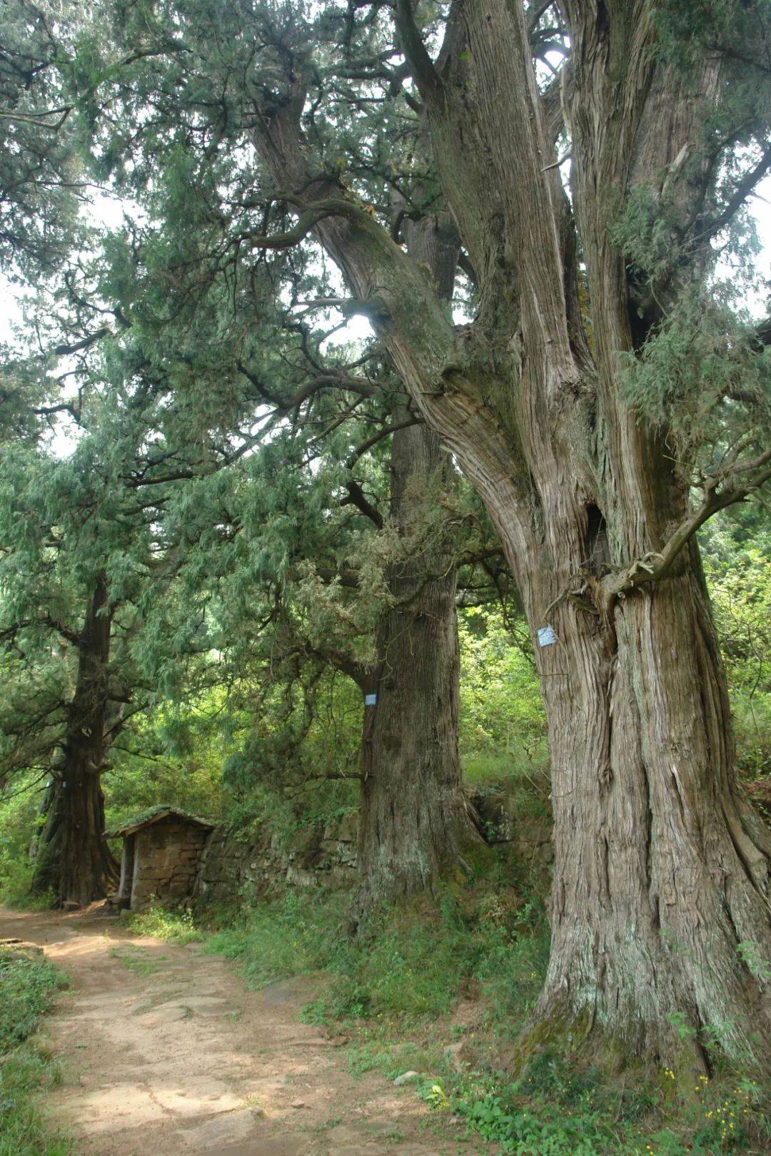 �����ǡ��Ĵ����ձ���ʮ�ģ�����1876�꣬������һ�ɵ� ...