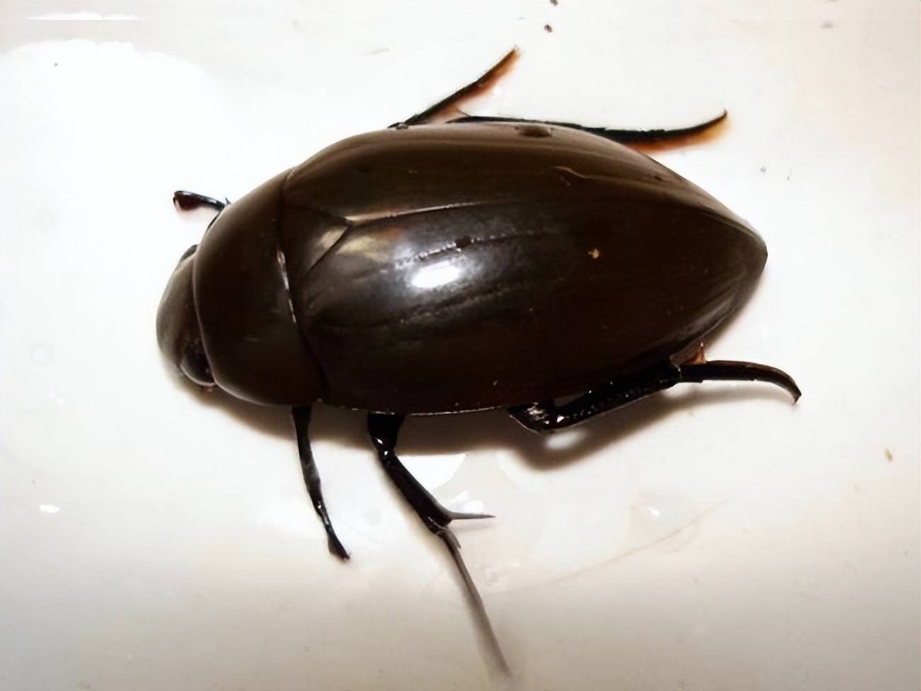 原创武汉龙虱泛滥成灾在广东却能卖到400块一斤龙虱是什么东西