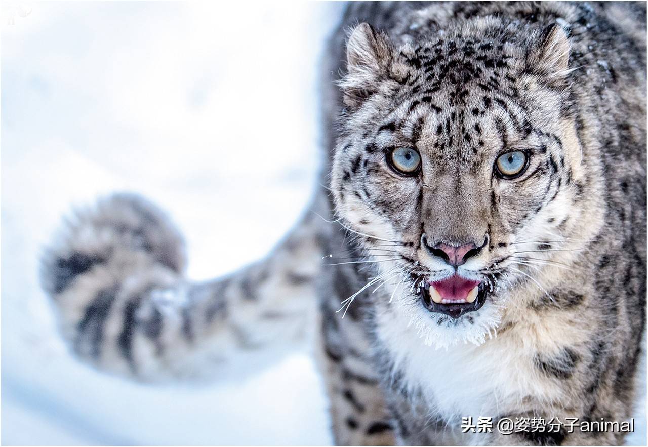 雪豹的交配繁衍奇怪的知识又增加了