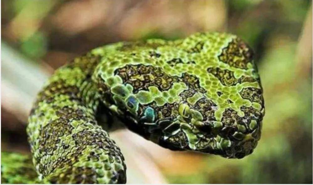 5亿年的"小青龙"它长着白色尾巴,比大熊猫还珍贵?_陈远辉_毒蛇_因为