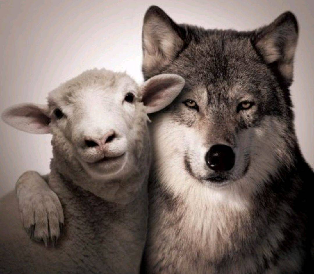 原创新疆小狼崽吃母羊奶长大每天和羊群嬉戏真实上演狼爱上羊
