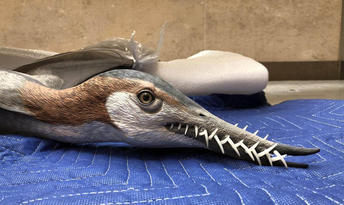 原创一枚牙齿帮助古生物学家还原侏罗纪凶案现场