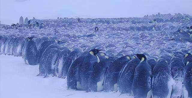 机智的帝企鹅,懂得在暴风雪中抱团取暖,但最外面的该怎么办?