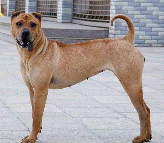 中国十大恶犬排名图片