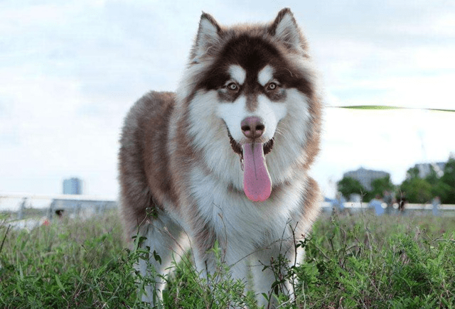 阿拉斯加雪橇犬体重图片