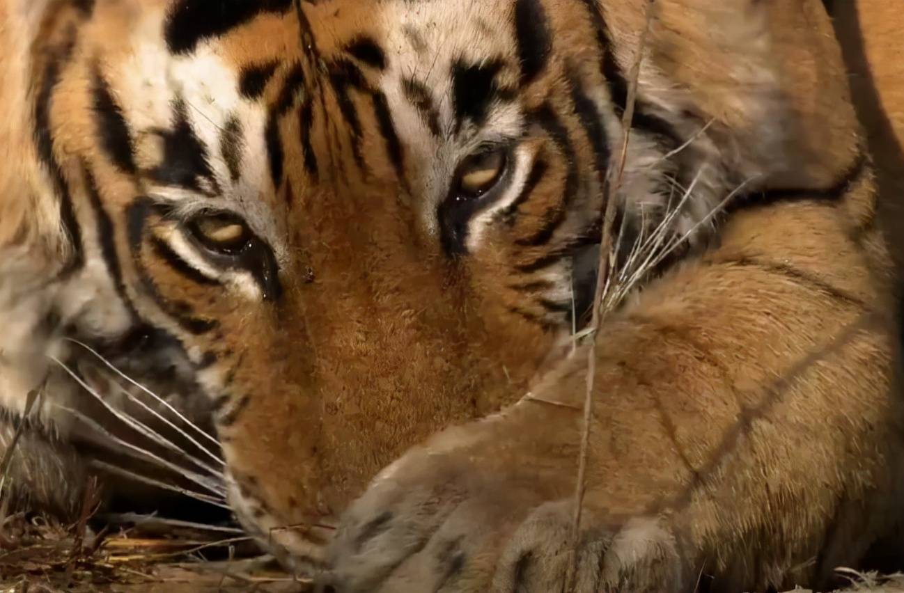 桑达丽其实早就有了配偶,他便是除萨林以外的另一只雄虎星男答案是