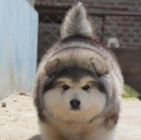 原创每个阿拉斯加的主人都是养猪专业户阿拉斯加不是猪胜似猪