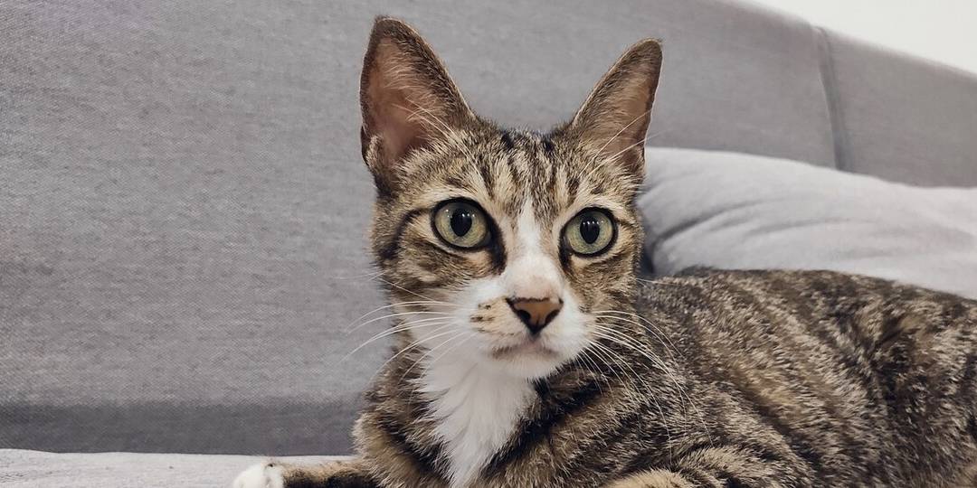 狸花猫为什么越来越多人养了 网友 养了之后就不想换猫了 猫咪 主人 营养