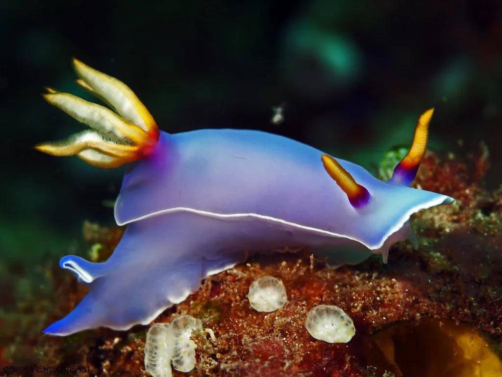 哎呦呦,太好看了,真的太太太好看了-多彩公牛海麒麟_紫色_食物_有缘