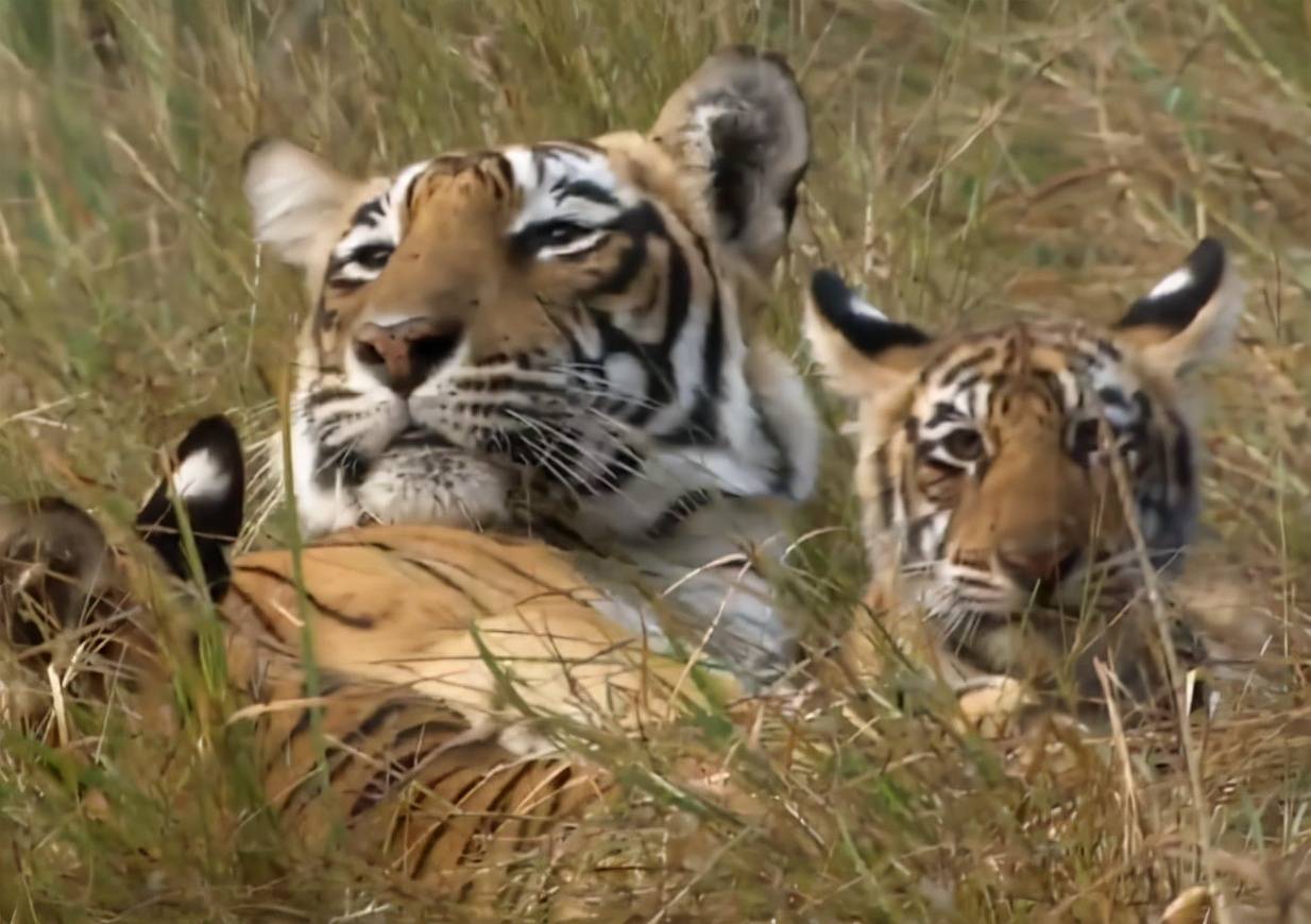 专家都震撼了,母老虎命丧,公老虎竟接手养育3个女儿_桑达丽_萨林_幼虎