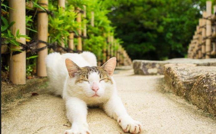 那莫过于是冬日的阳光了,一种雪中送炭的温暖从心外流入心内,又从心内