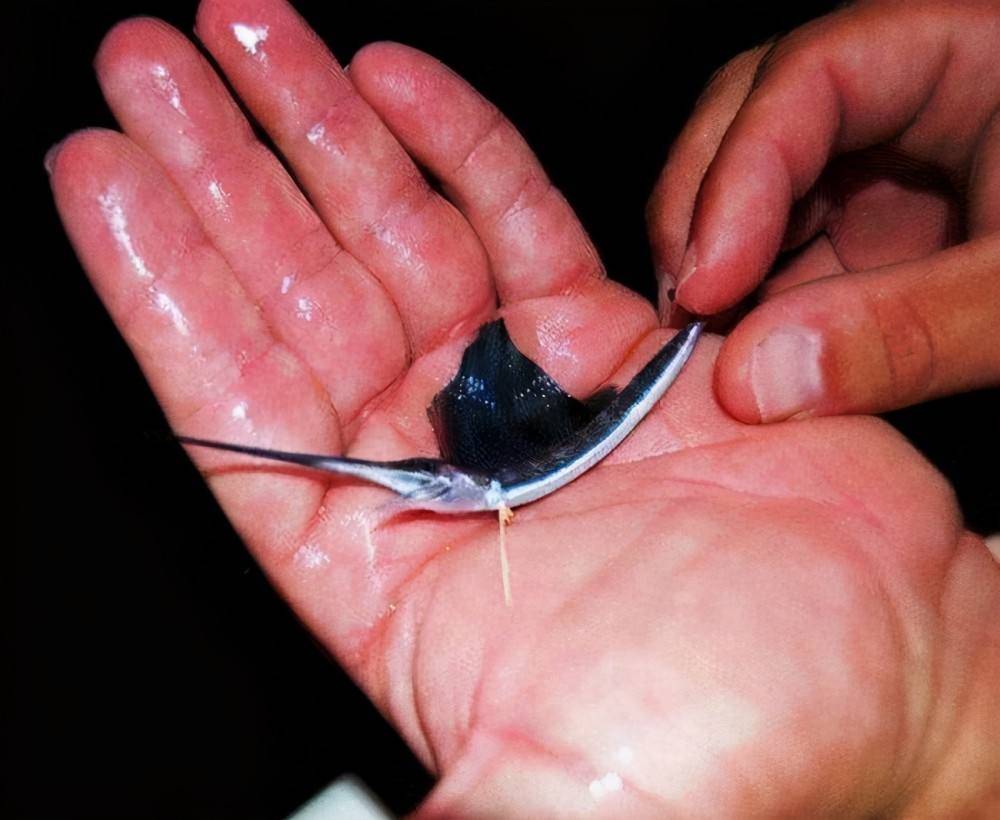 同类相残吞食,胜利者将成为海洋霸主_长枪_速度_小鱼