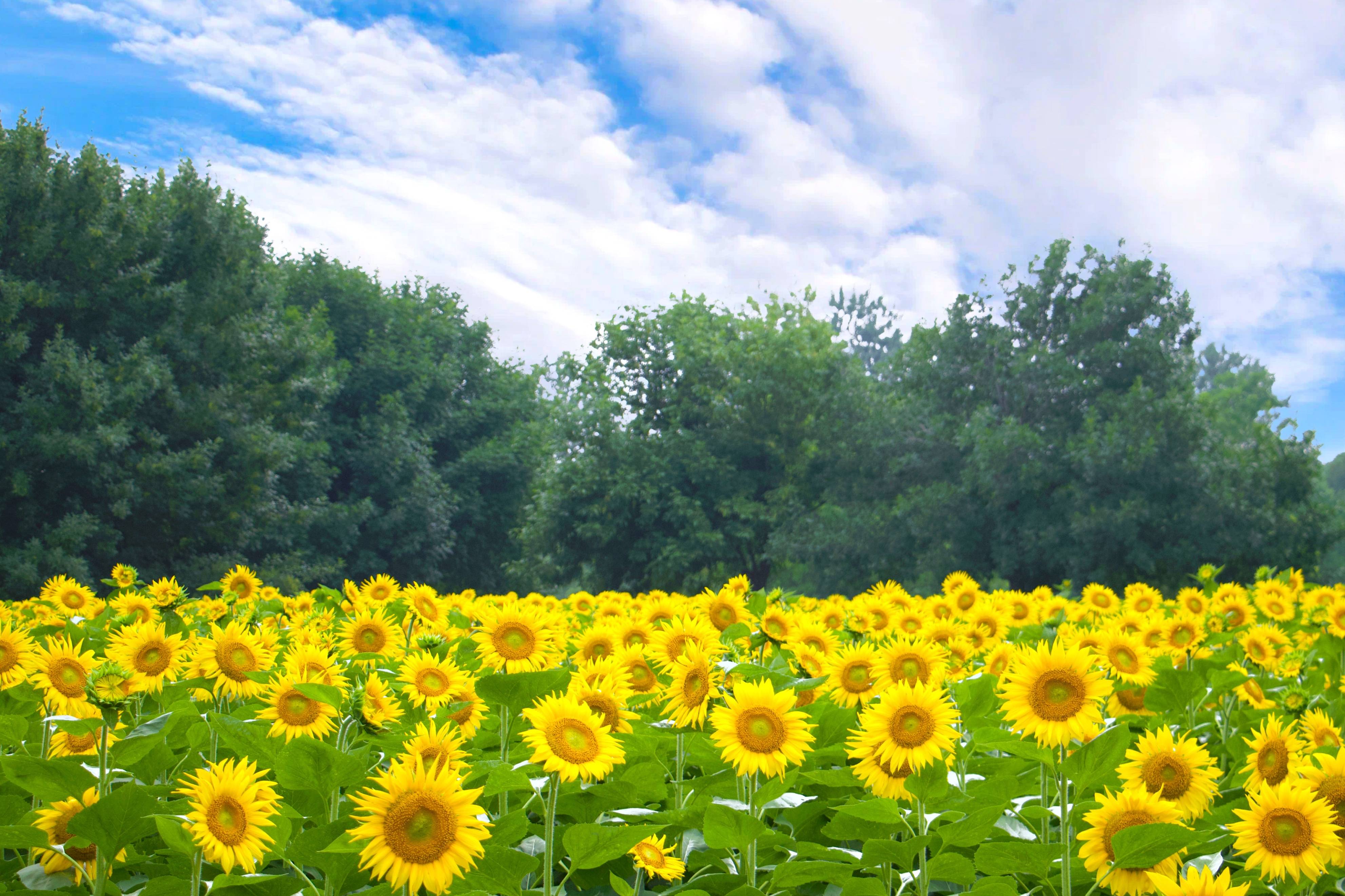北京夏日免费向日葵花海,24大品种相聚,来这里拥有一整个夏天_梵高