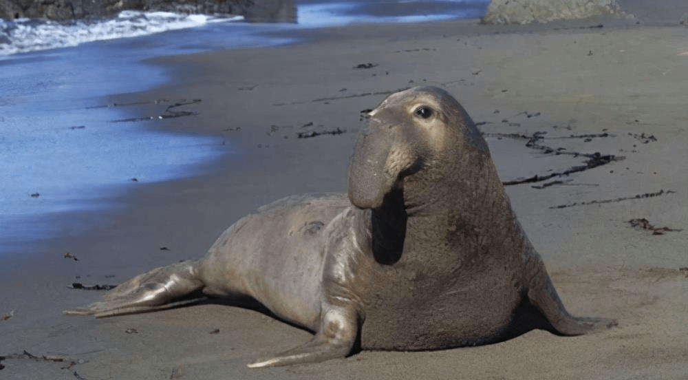 体型不够大就没有资格交配北象海豹为了交配丧命也值得