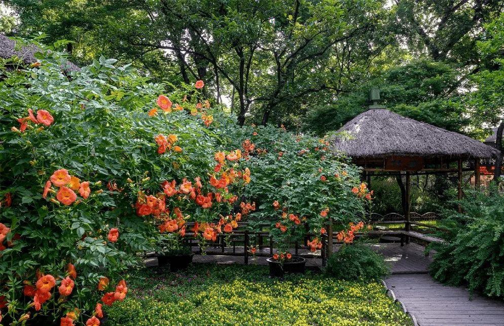 凌霄恕放满院香凌霄花的园林绿化应用