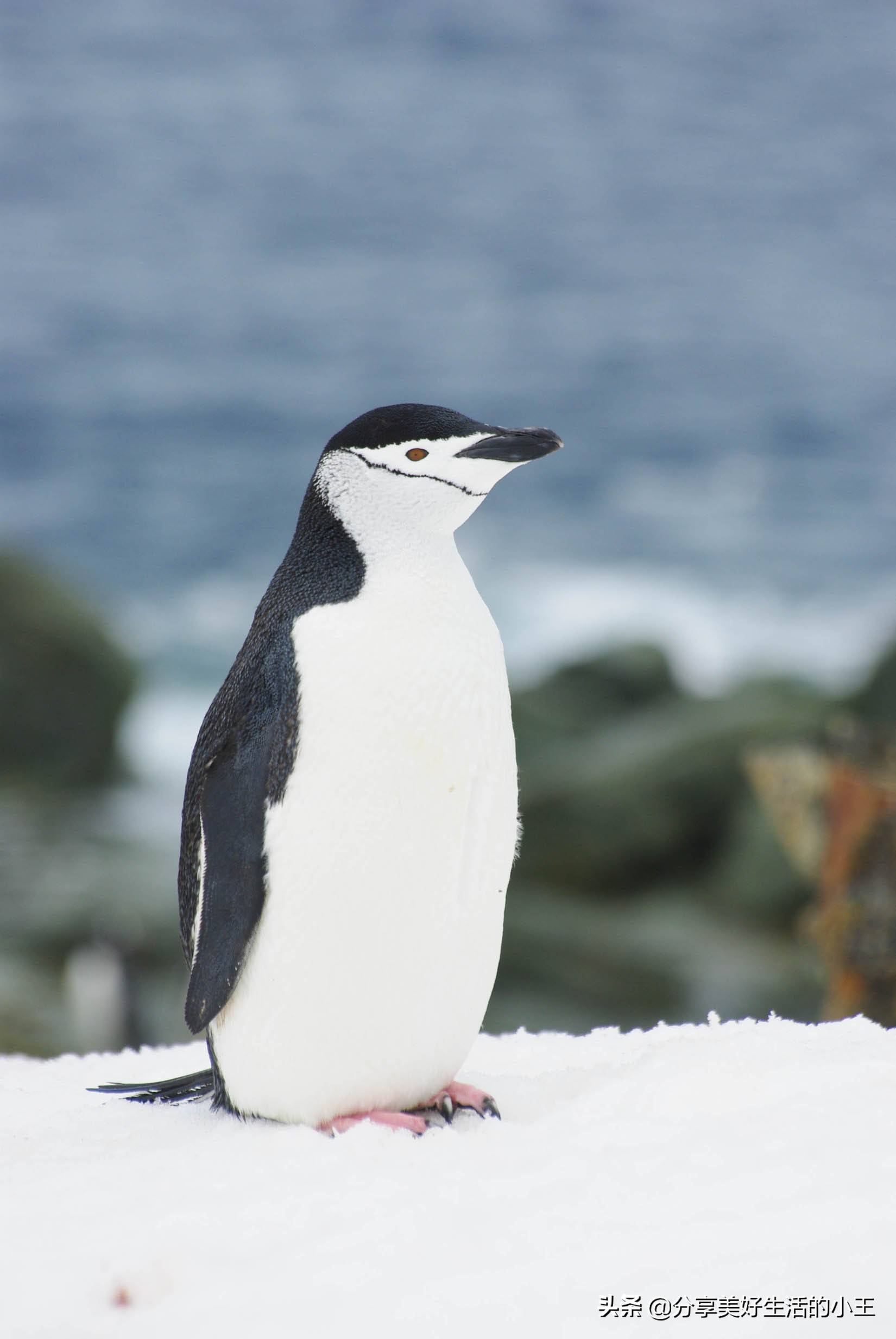 原创涨知识了南极企鹅有多少种学习一下吧