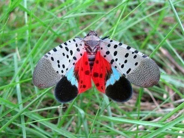 昆虫共有的俗称,它们是斑衣蜡蝉(如上图),黑翅红娘子以及褐翅红娘子