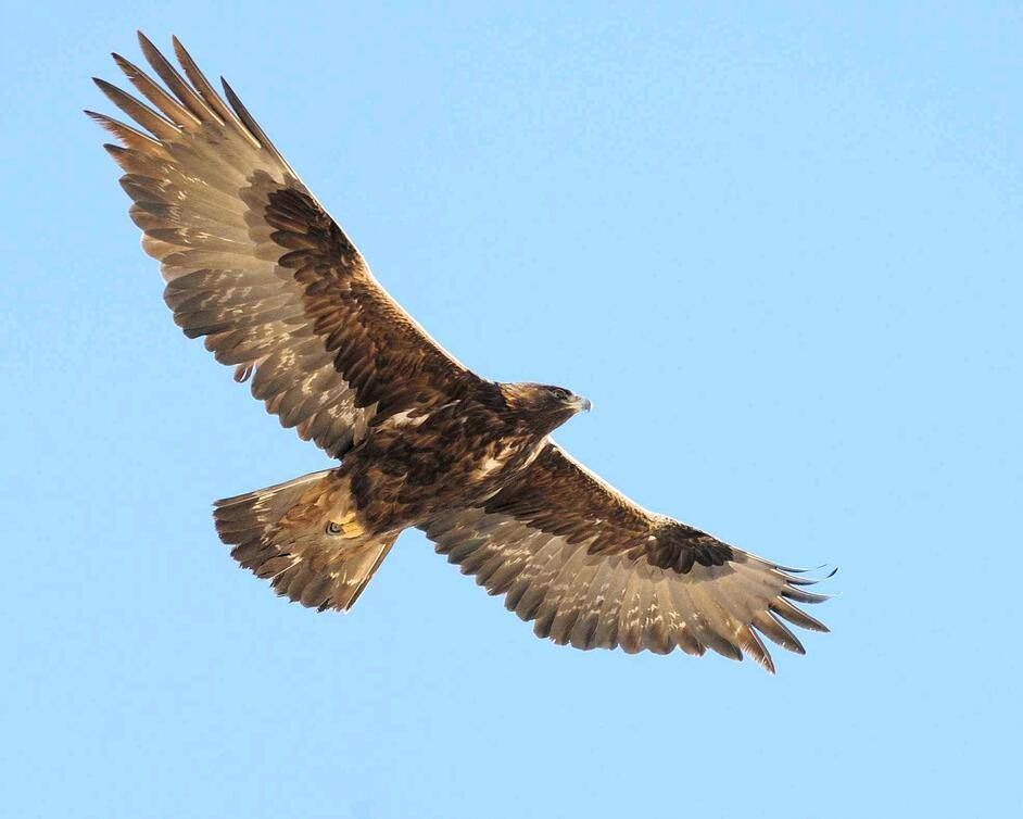 原创美丽新疆生物图鉴金雕天空之王