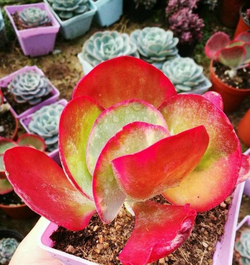 唐印是大型多肉植物,原产于南非,叶片硕大,颜色艳丽,株型美观,是多肉