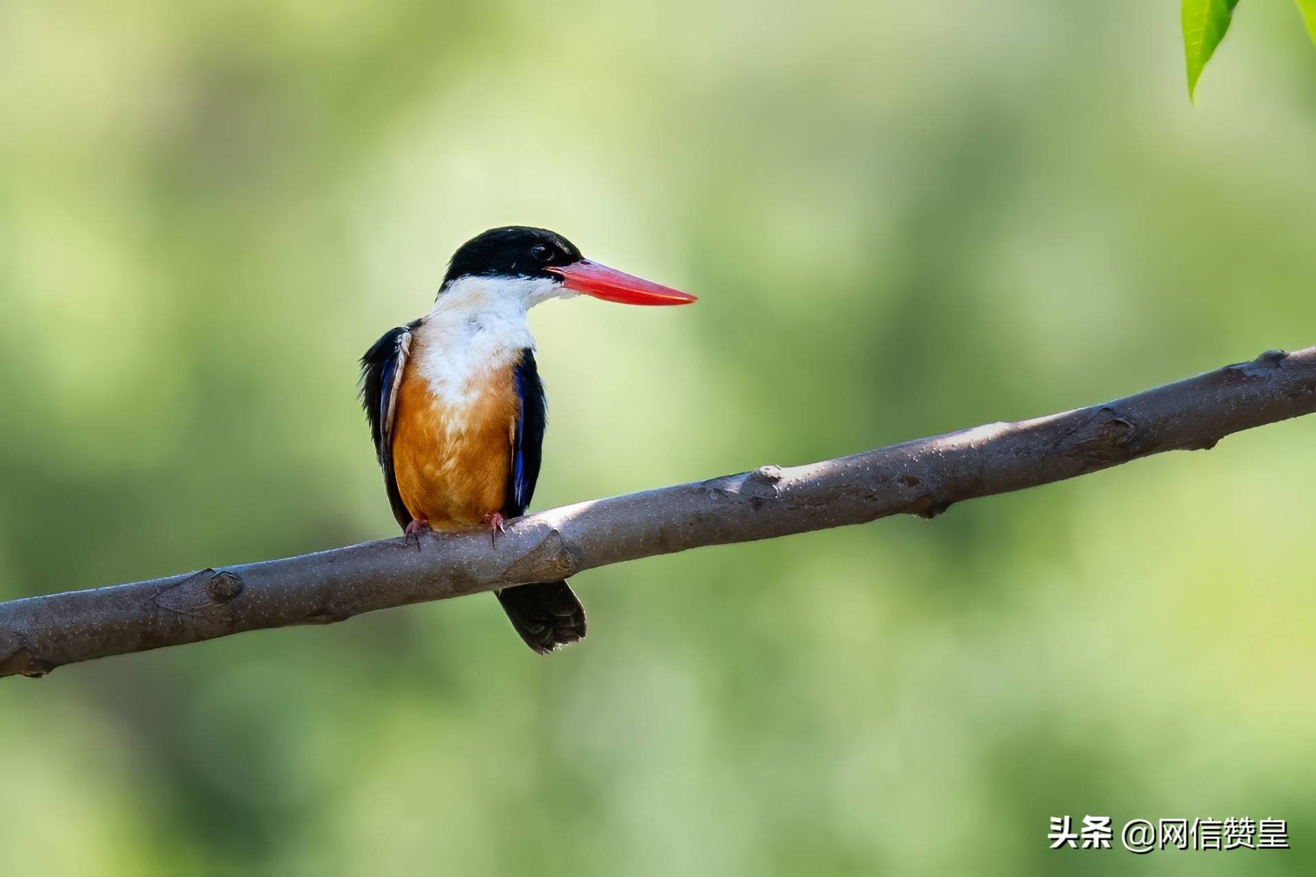 河北省石家庄市赞皇县优越的生态环境为野生鸟类提供了良好的生存条件