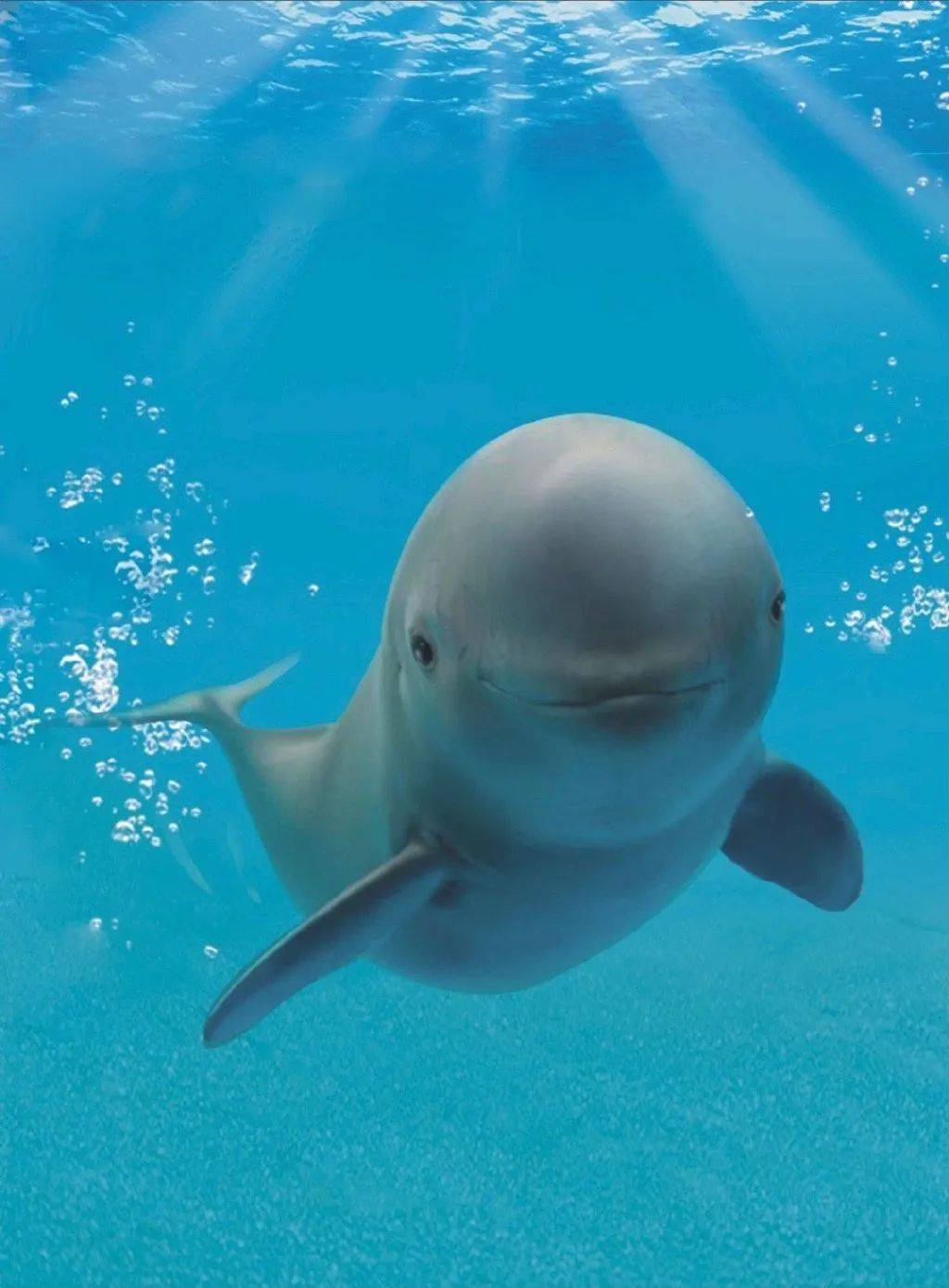 工作人员还介绍,被誉为"微笑天使"的长江江豚是全球唯一的江豚淡水