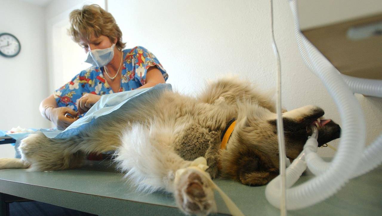 给狗狗绝育的原因,及绝育的好处!_节育_生育_主人