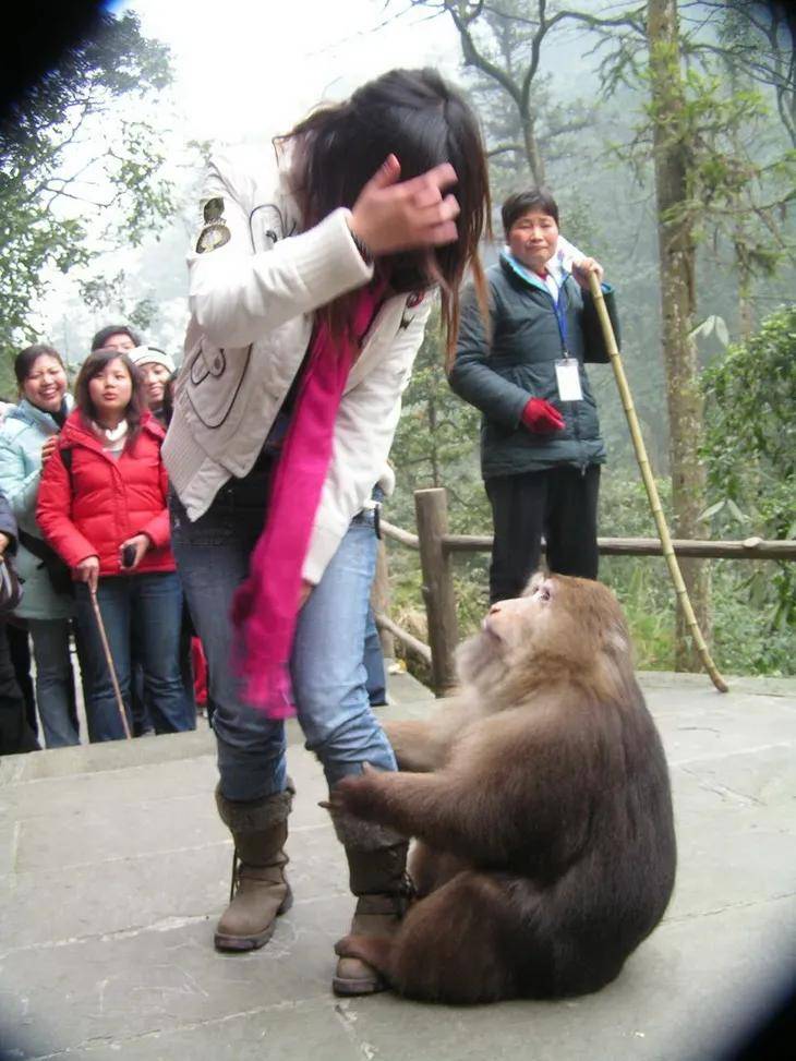 峨眉山猴抢东西图片