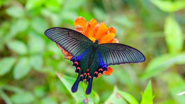 为啥很少看到蝴蝶了呢?结尾有彩蛋_研究_保护_蜻蜓