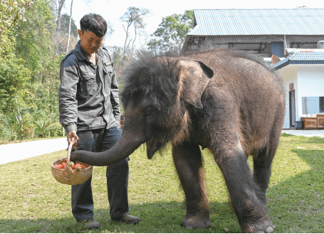 两个月小象受伤遭象群遗弃后