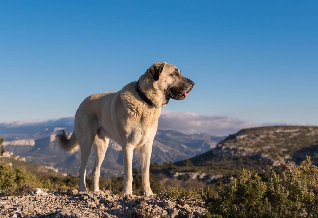 坎高犬vs高加索牧羊犬,谁才是大型猛犬的战力天花板?