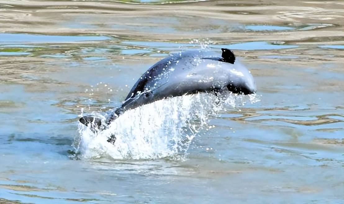 这些都让江豚的数量不断减少,研究认为,我国长江流域的野生江豚数量仅