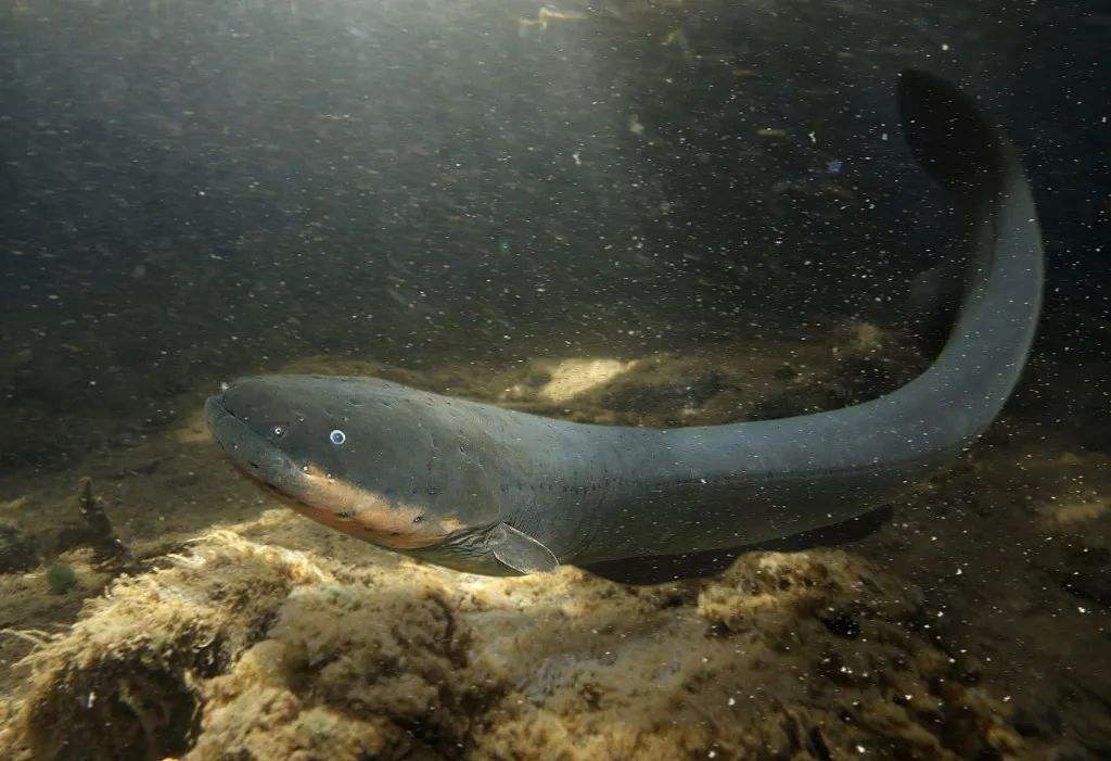 亚马逊电鳗电鳗喜欢在浅水和浑浊的水中活动,整就一个浑水摸鱼之辈