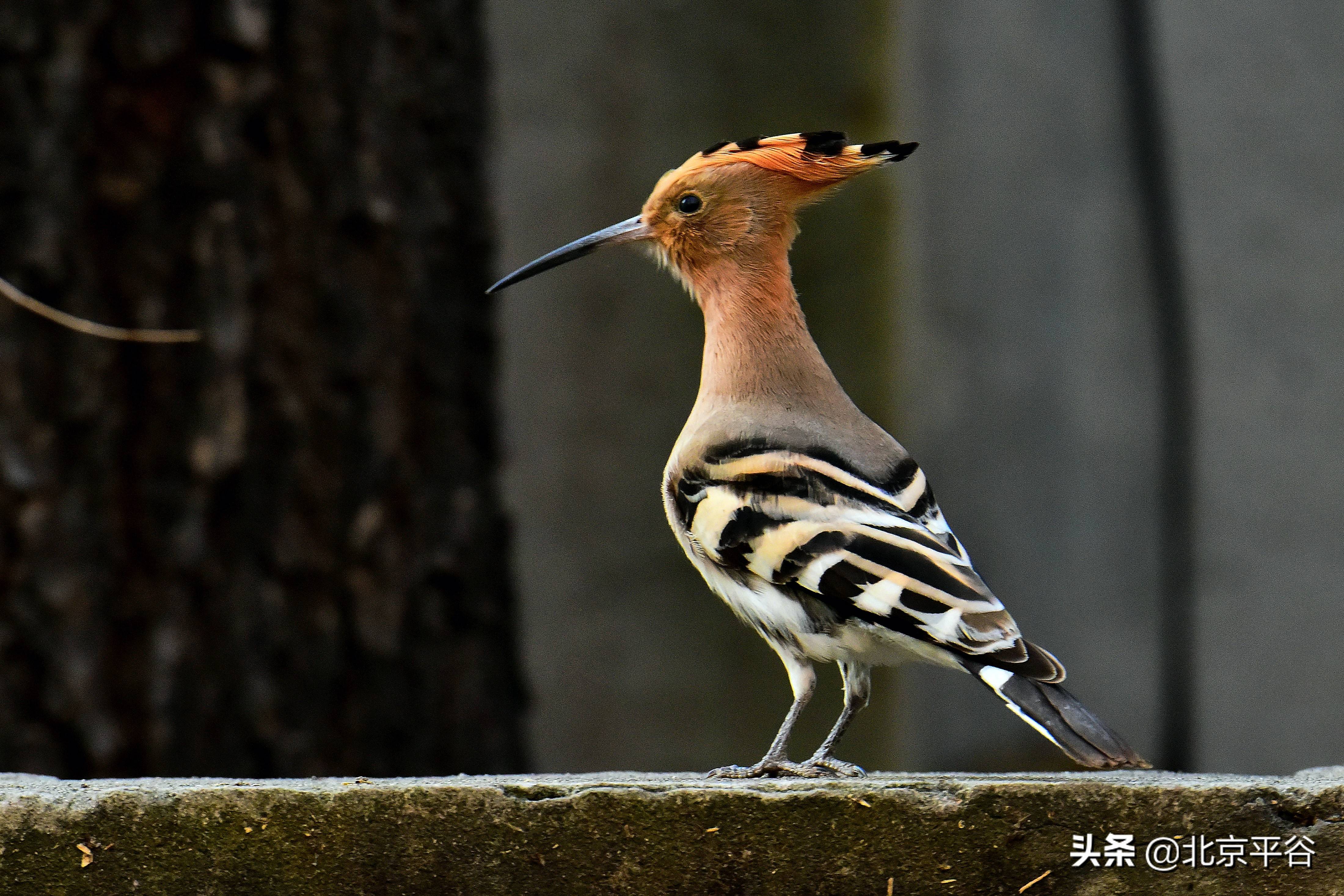 (留鳥)攝影:喜羊羊 拍攝地點:平谷城區黃腰柳鶯(旅鳥)攝影:張月明