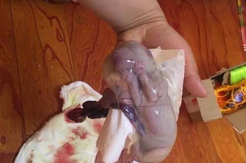 小狗生出来的时候是这样的,胎膜里面包着小狗,你需要手动撕开胎膜,就